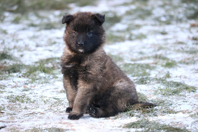 CHIOT male rouge