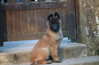 CHIOT mâle noir