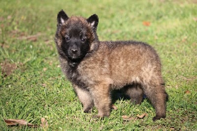 CHIOT femelle collier noir