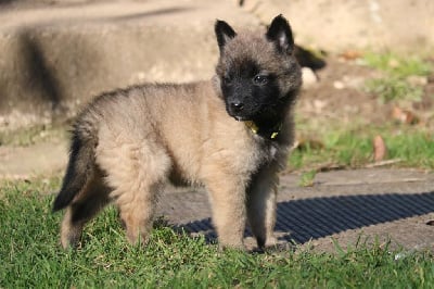 CHIOT femelle collier jaune