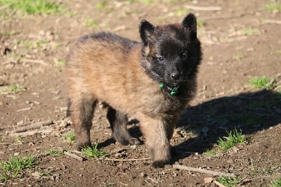 CHIOT femelle collier vert