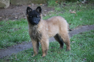 CHIOT femelle jaune