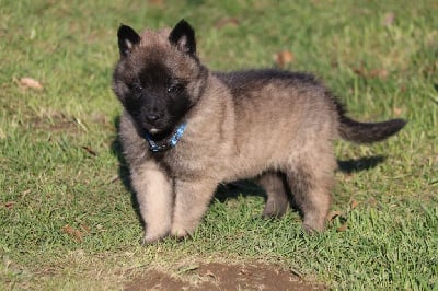 chiot mâle collier bleu 