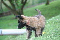 CHIOT tervueren lignée travail