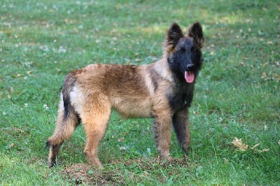 CHIOT femelle collier bleu