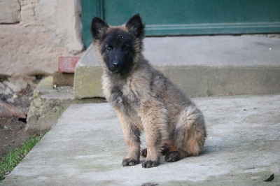 CHIOT mâle bleu