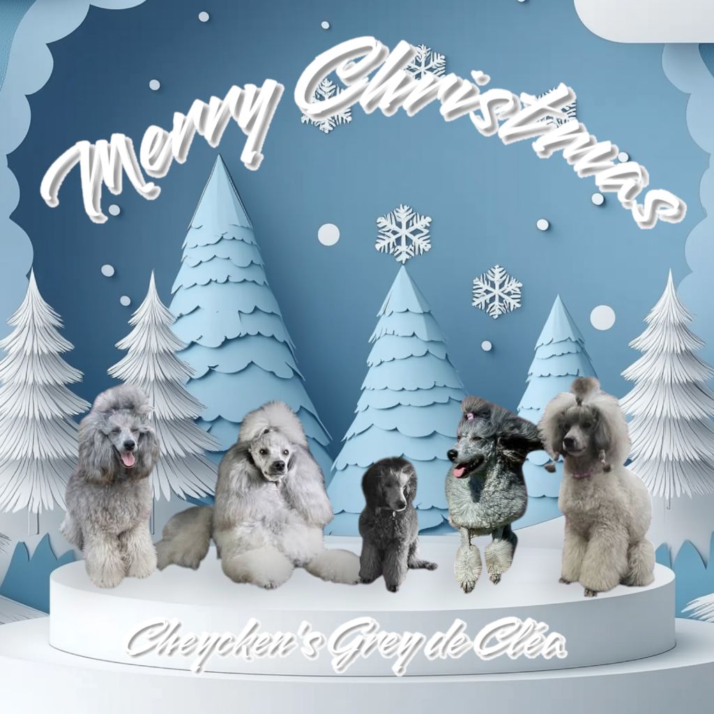 des Cheycken's Grey De Clea - Merry Christmas !!!!!