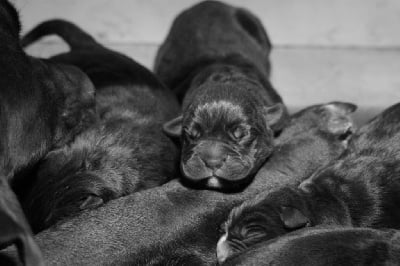 d'Haya Shvan - Les premiers chiots de l'année sont nés !