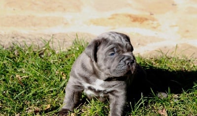 d'Haya Shvan - Nouvelles photos des chiots de Choice