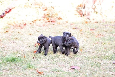 1ere sortie pour les chiots de Gioia