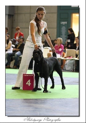 d'Haya Shvan - World Dog Show