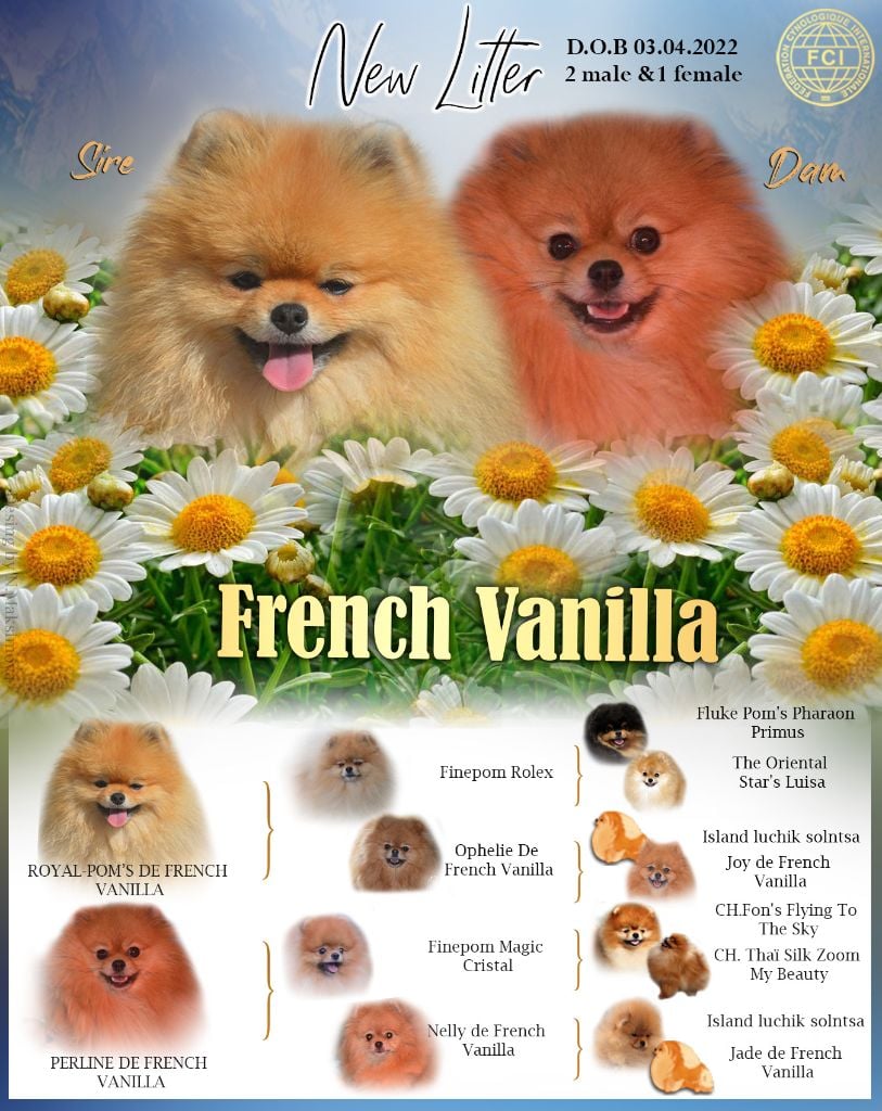 French Vanilla - Portée Perline et Royal Pom's