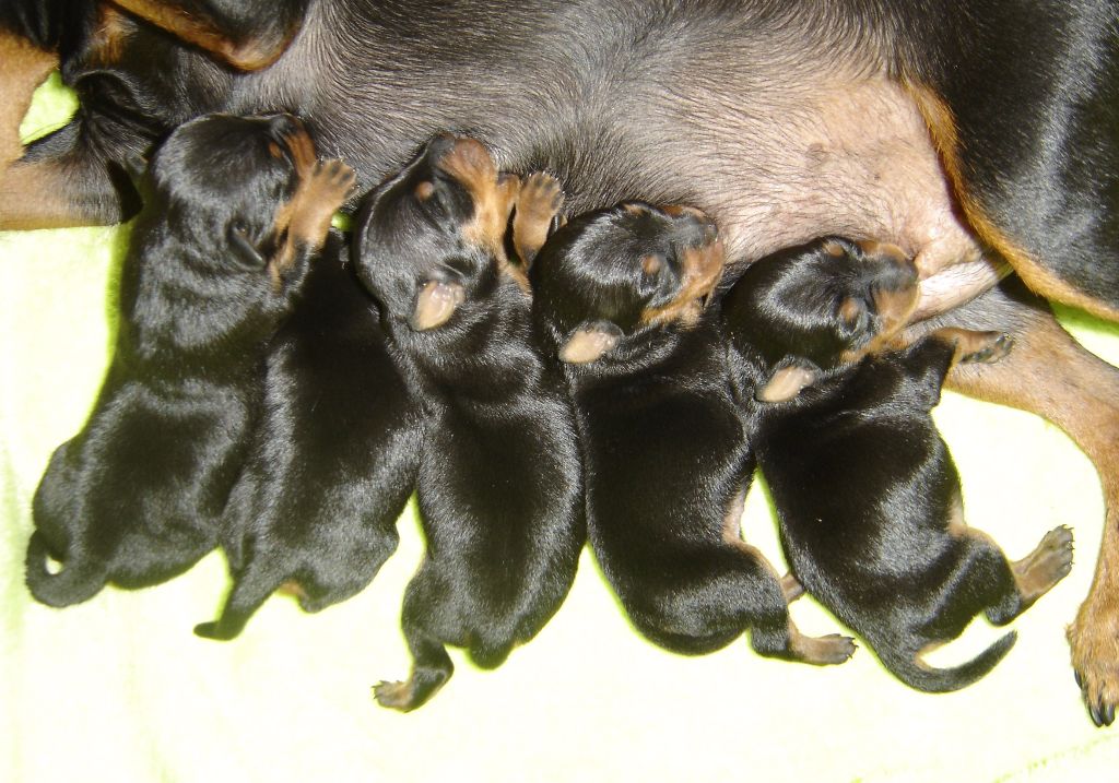 de la légende de la ville d'Ys - Les bébés  sont nés !!!