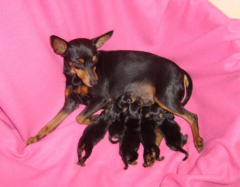 Chiot Pinscher nain de la légende de la ville d'Ys