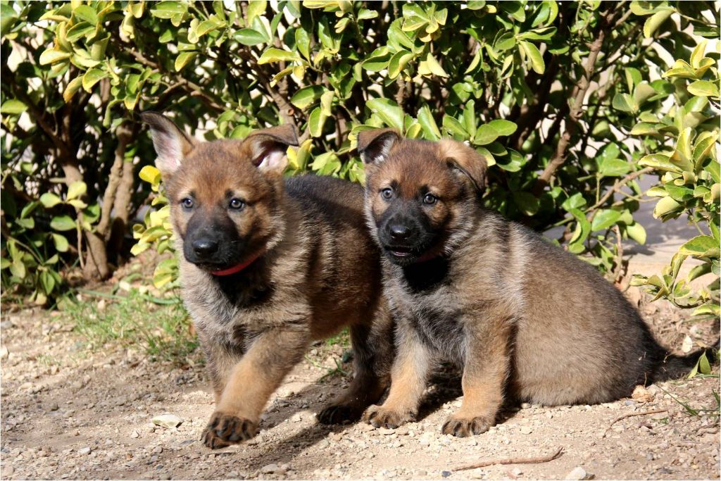 Chiot Berger Allemand D'Herrera Del Alcantara