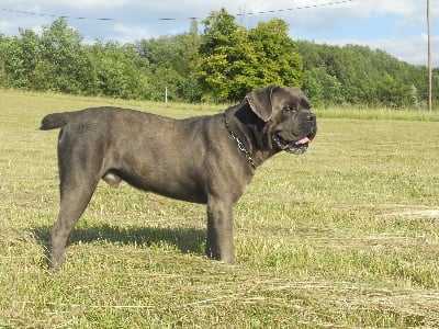 Flora di luna - cane corso