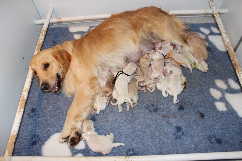 Butterfl 'highland - Golden Retriever - Portée née le 11/09/2014