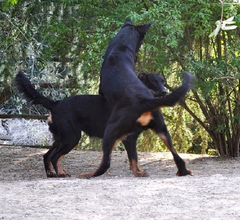 Chiot Berger de Beauce Des Gardiens De Rome