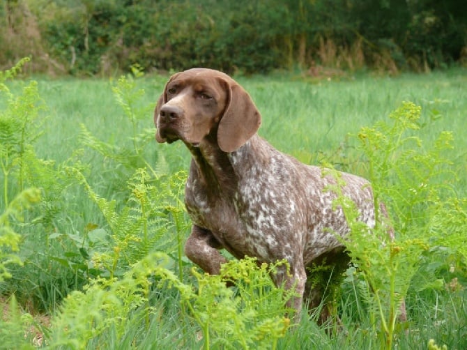 de La Balingue - GOLDIE Championne de Printemps