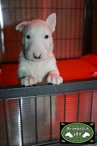 Chiot Bull Terrier Ayahuasca