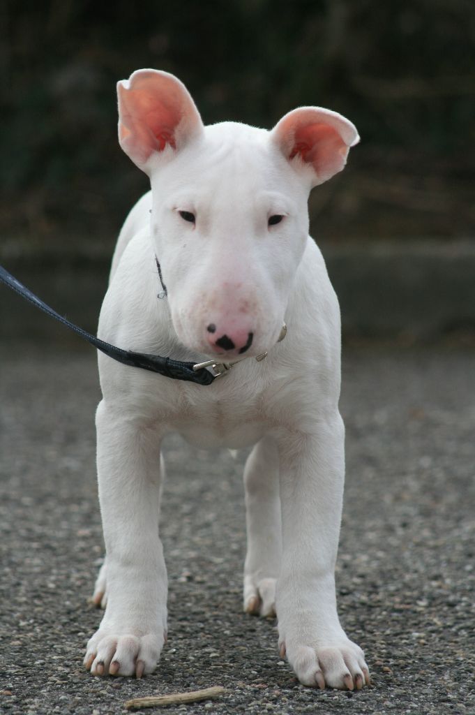 Ayahuasca - Chiots disponibles - Bull Terrier