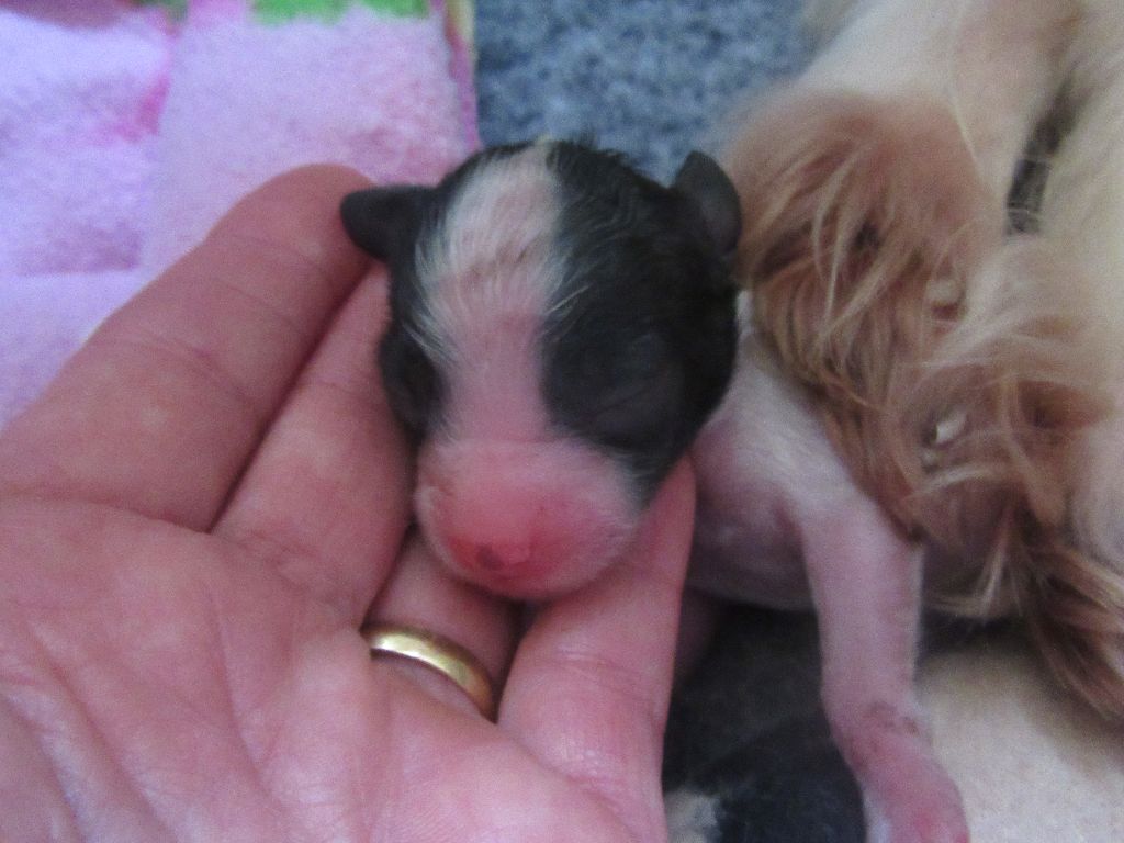 au Royaume D'ultra - les bébés son née !