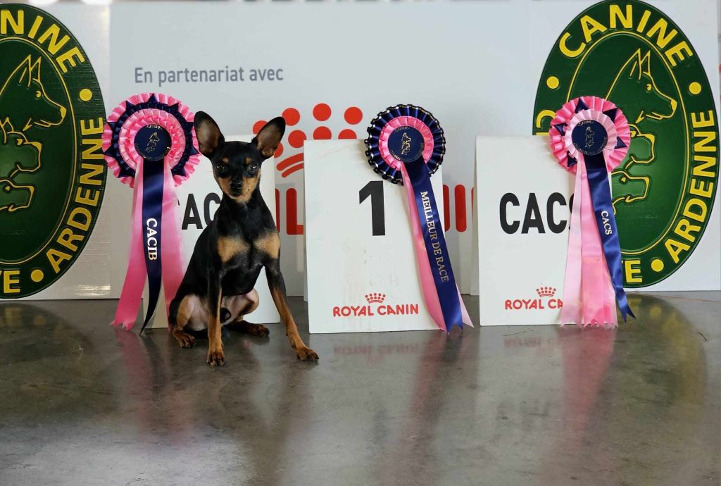 au Royaume D'ultra - EXPO CHALON  EN CHAMPAGNE CACS CACIB 