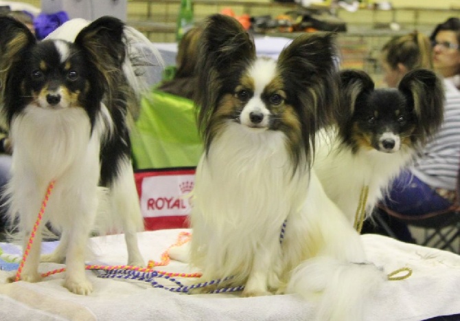 au Royaume D'ultra - expo de pau