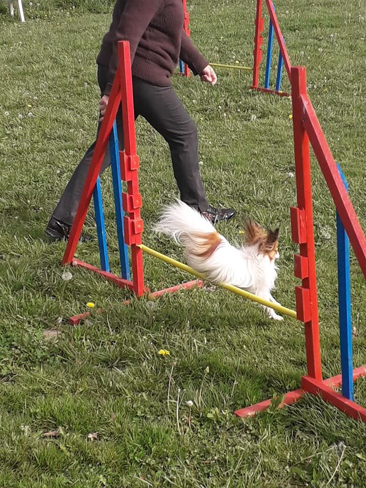 au Royaume D'ultra - agility