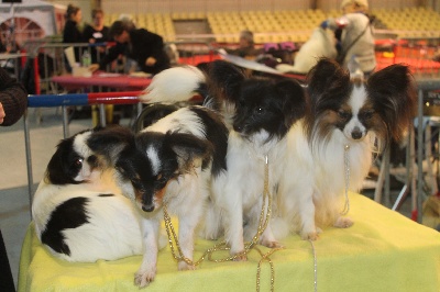 au Royaume D'ultra - expo tarbes