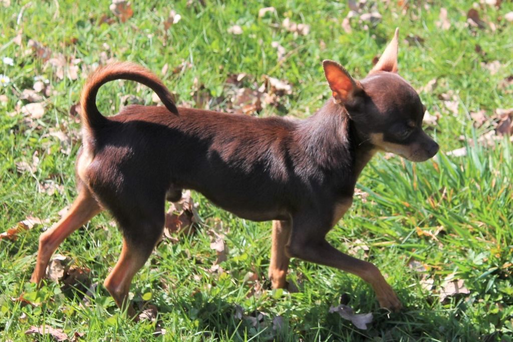 au Royaume D'ultra -  plus de chiots !