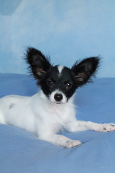 Chiot Epagneul nain Continental (Papillon) au Royaume D'ultra