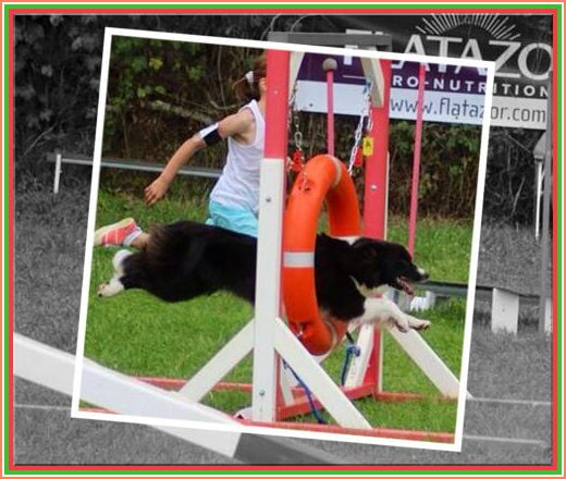 du Paradis des P'tits Cracks - * Concours Agility 19/07/2014 *