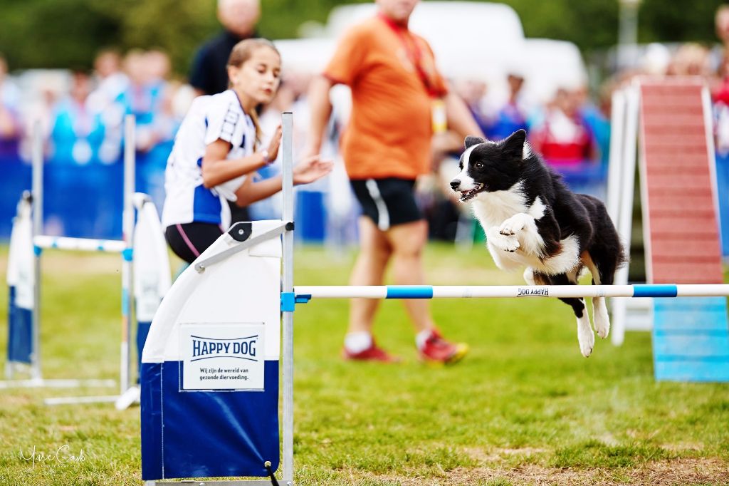 du Paradis des P'tits Cracks - Championne d' Europe Agility EOJ LUXEMBOURG