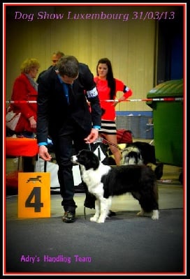 du Paradis des P'tits Cracks - * Dog Show Luxembourg *