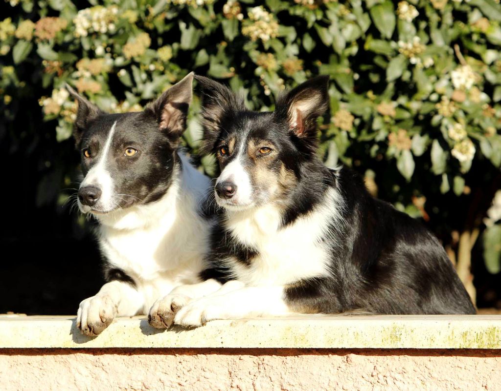 du Paradis des P'tits Cracks - Border Collie - Portée née le 13/12/2023