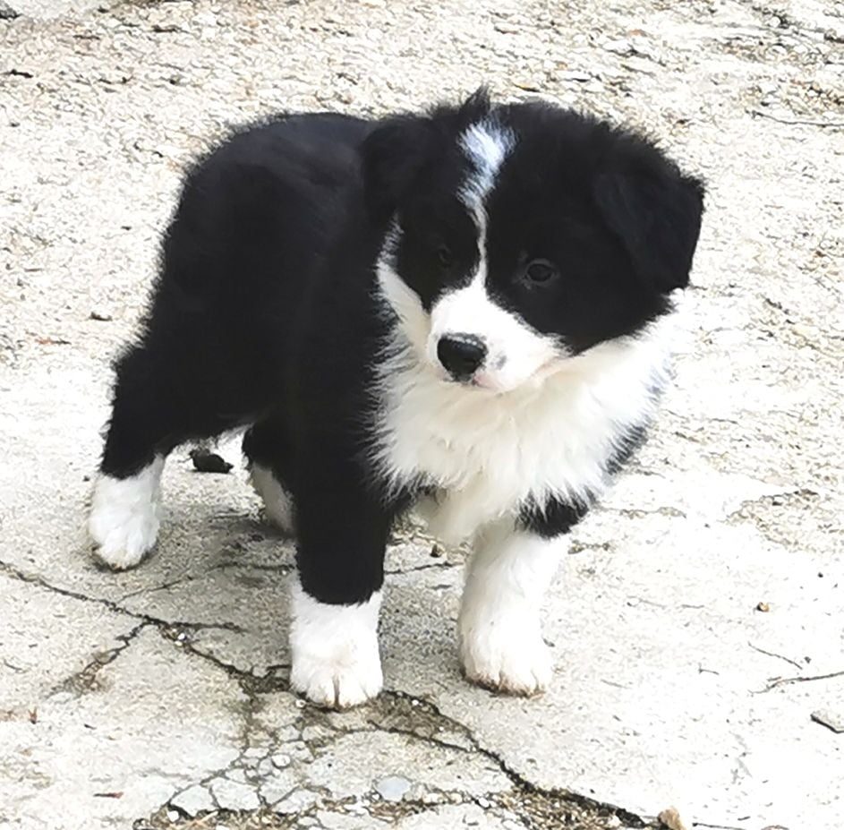 du Paradis des P'tits Cracks - Border Collie - Portée née le 26/08/2020