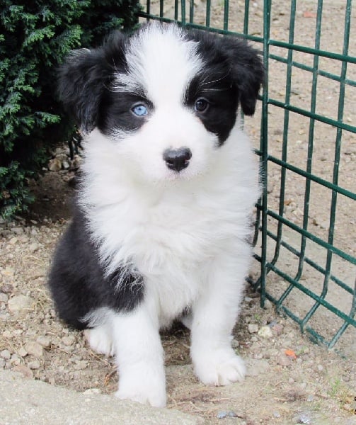 du Paradis des P'tits Cracks - Border Collie - Portée née le 05/08/2015