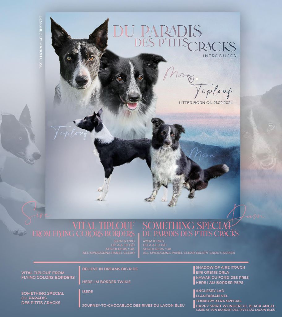 du Paradis des P'tits Cracks - Border Collie - Portée née le 21/02/2024