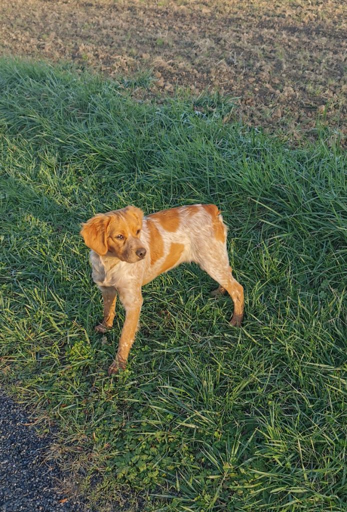 du Roc de la Gleyo - Chiots disponibles - Epagneul Breton