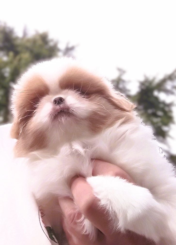 Chiot Epagneul Japonais du Dieu de la Lumiere