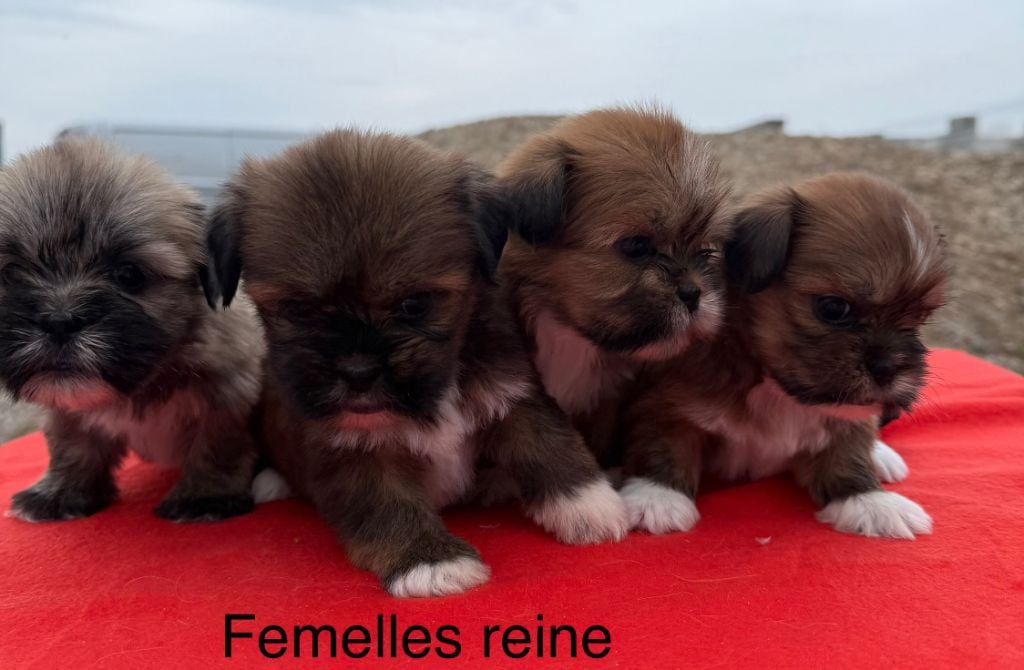 de la Vigne del Rey - Lhassa Apso - Portée née le 22/01/2025