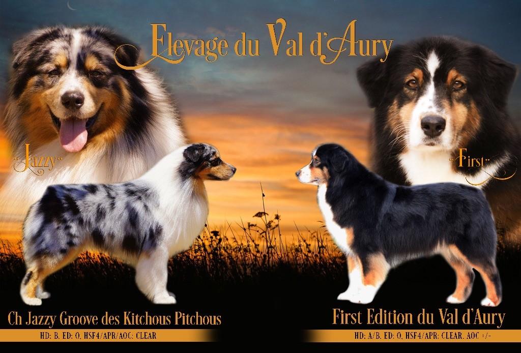 Chiot Berger Australien du Val d'Aury