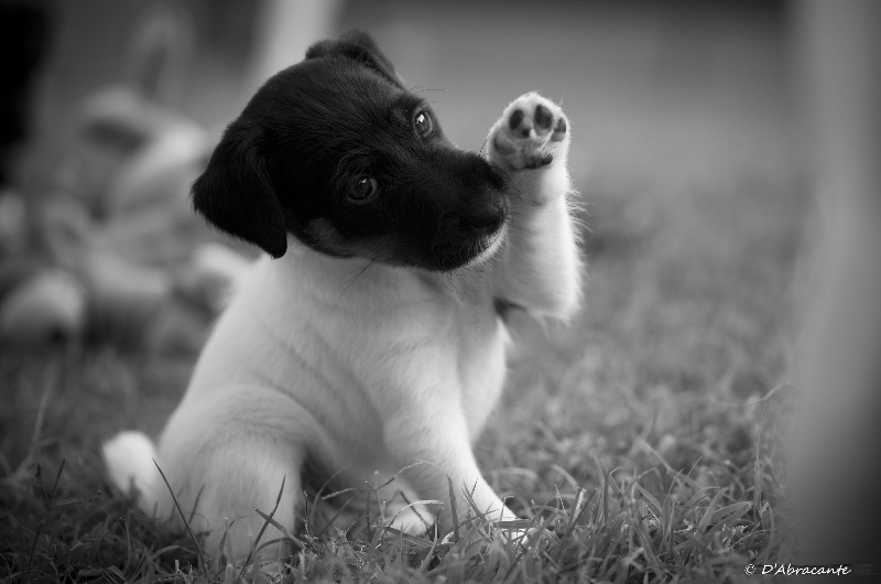 d'Abracante - Fox Terrier Poil lisse - Portée née le 26/07/2013