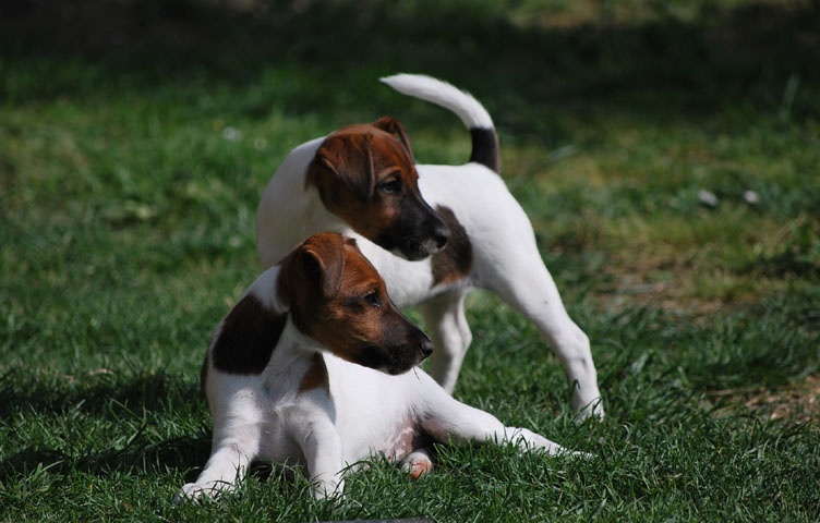 d'Abracante - Fox Terrier Poil lisse - Portée née le 06/03/2010