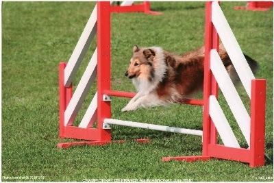 Lann  Loperhet - agility Aout 2010