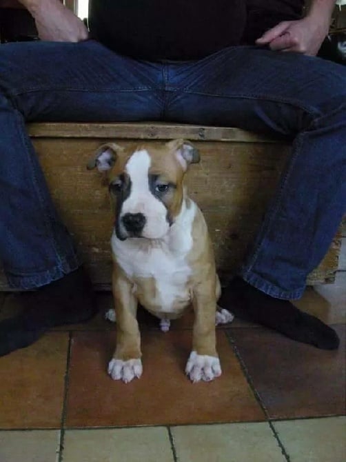 des Griffes d'Urka - Rainbow Fire Jack chiot male Disponible