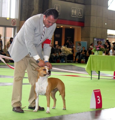 des Griffes d'Urka - World Dog Show 2011 Fatal Beauty Des Griffes D'Urka (Kaya) 3Eme EXC!!!