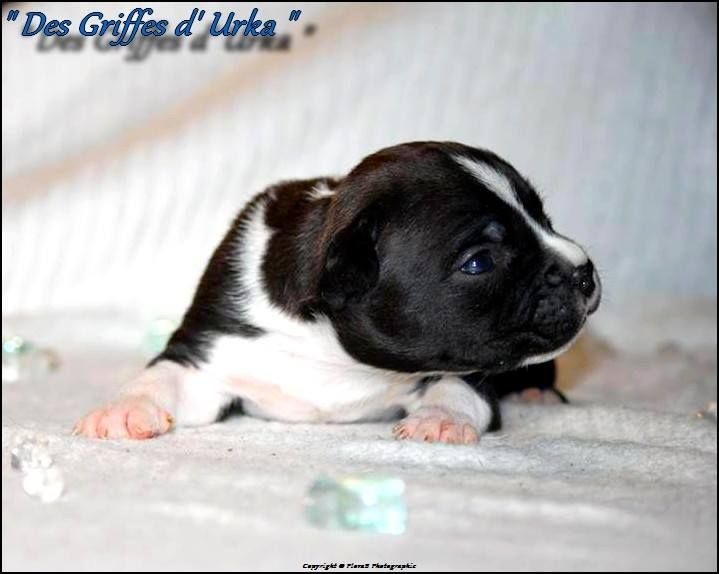 des Griffes d'Urka - American Staffordshire Terrier - Portée née le 30/09/2015