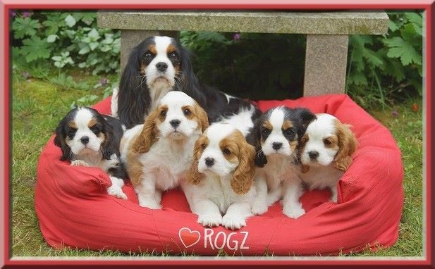 de Luline - Cavalier King Charles Spaniel - Portée née le 10/04/2016